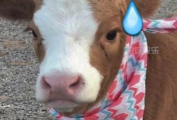 娱乐吃瓜酱送小狗视频下载,萌宠来袭，温馨瞬间尽收眼底