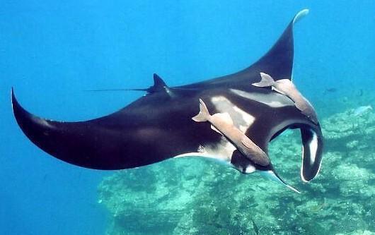 娱乐吃瓜酱魔鬼鱼,揭秘魔鬼鱼的神秘世界