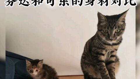 娱乐吃瓜酱小奶猫,揭秘娱乐圈那些不为人知的幕后故事